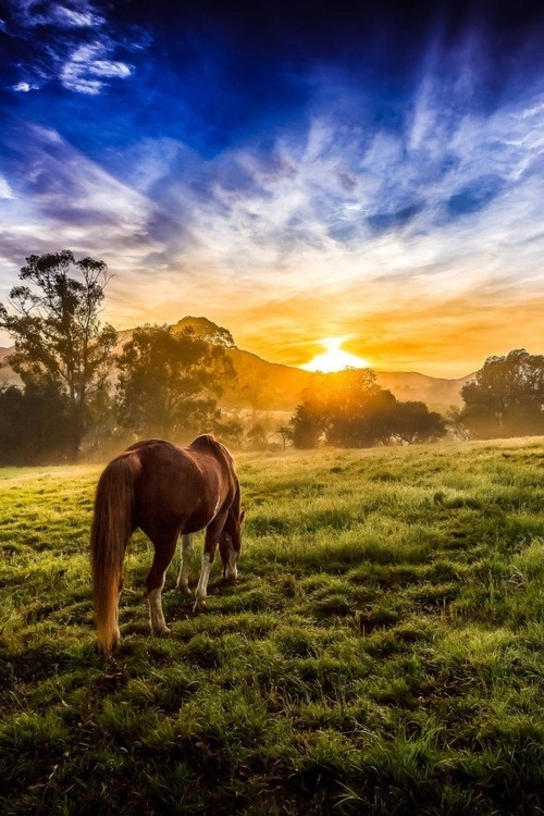 Grazing in the sunset Grazing in the sunset