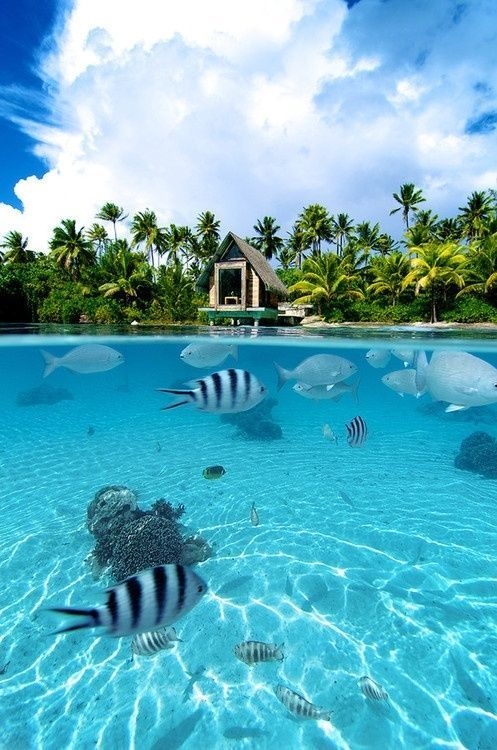 Striped fish