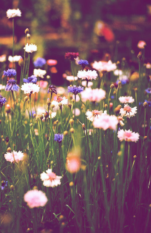 Wild flowers