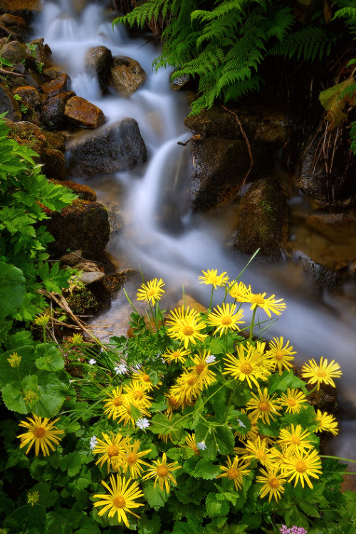 Cascade of daisies
