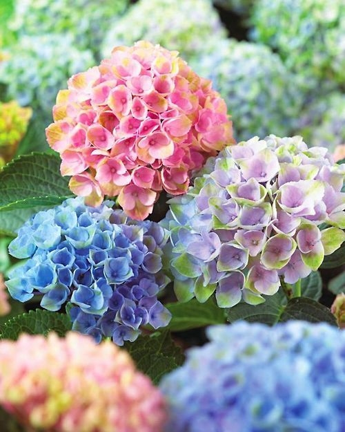 Hydrangeas Hydrangeas