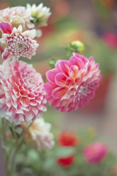 Pink Dahlias