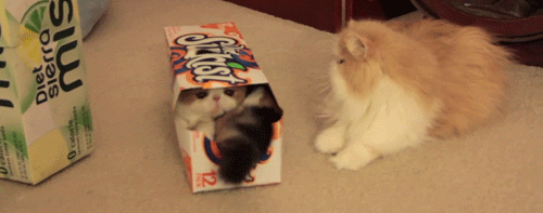Cute Kitties