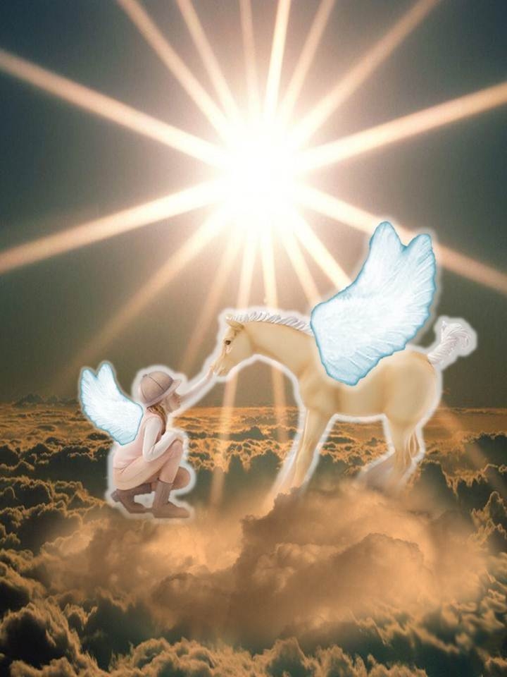 reunion at rainbow bridge
