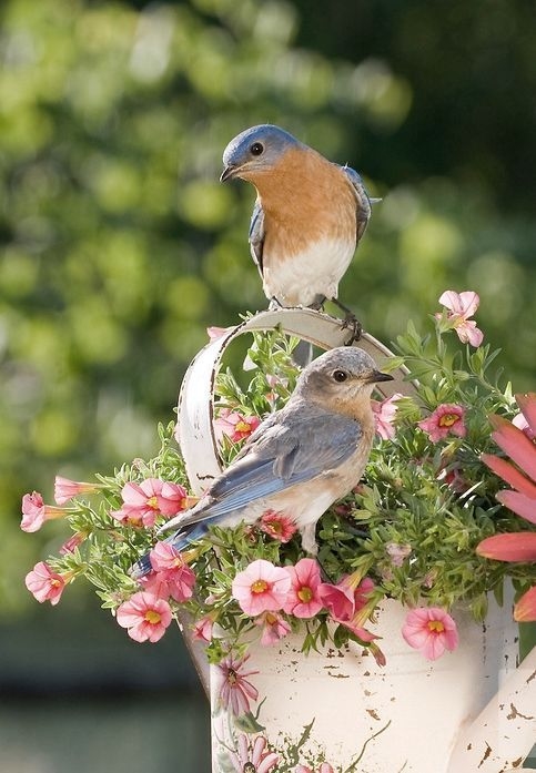 Garden birds