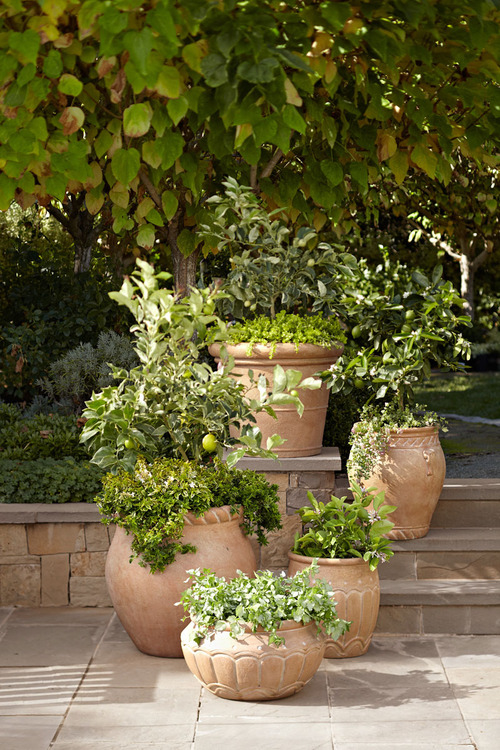 Terra cotta pots
