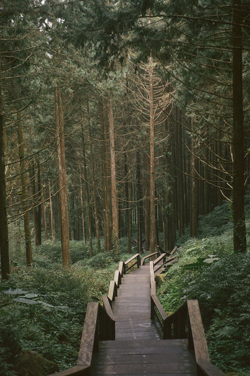 A path in the woods