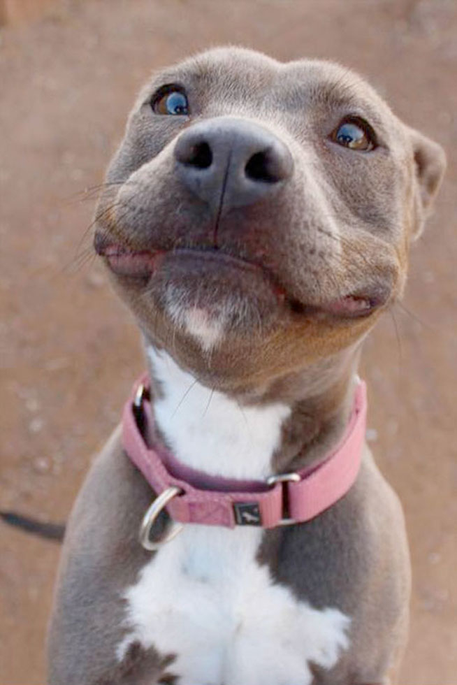 u aiten mi pup-sisle