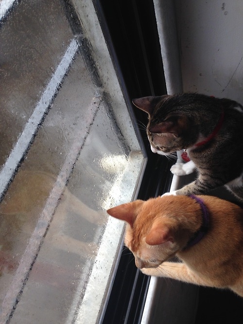 Cats watching the rain