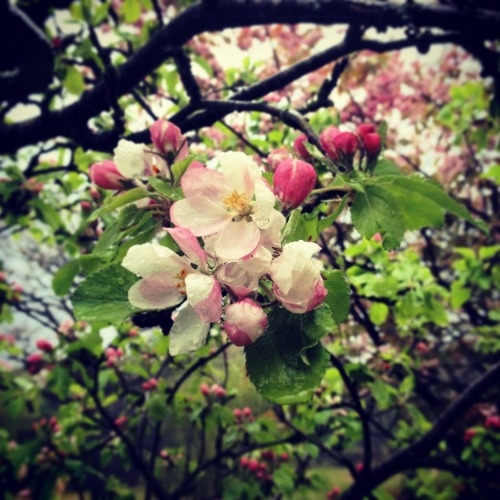 Wet blossoms