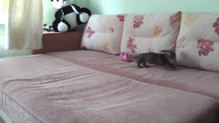 Excited Puppy Excited Puppy