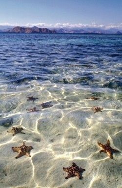 Starfish in the ocean