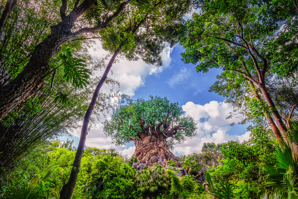 Tree of life