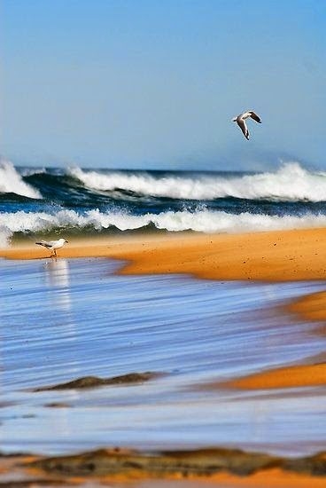 Seagulls Seagulls