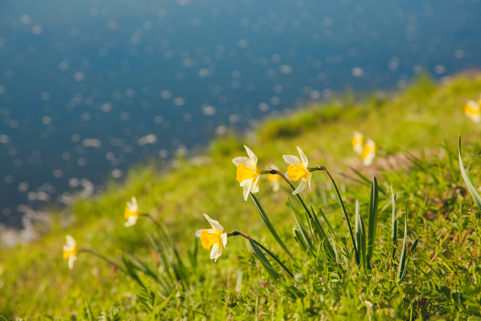 Little yellow flowers Little yellow flowers
