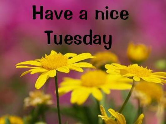 Have a nice Tuesday