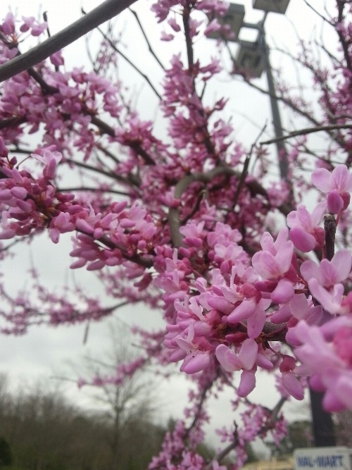 Pink blossoms Pink blossoms