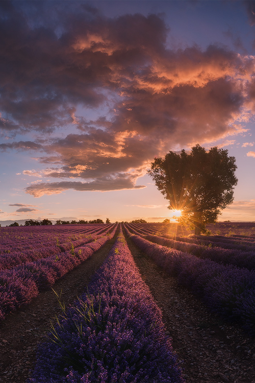 Golden sunset