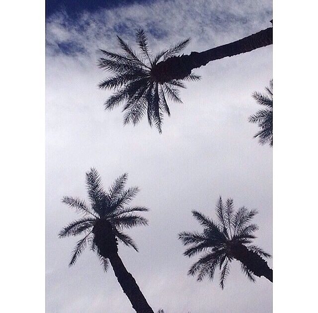Tropical Palm Trees Tropical Palm Trees