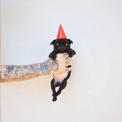 Cute black puppy
