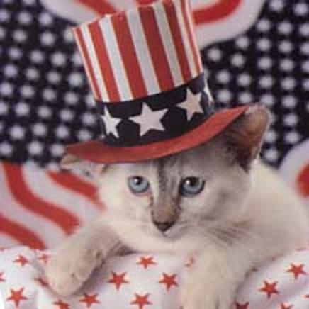 Patriotic Kitten Patriotic Kitten