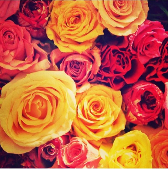 Colorful Roses