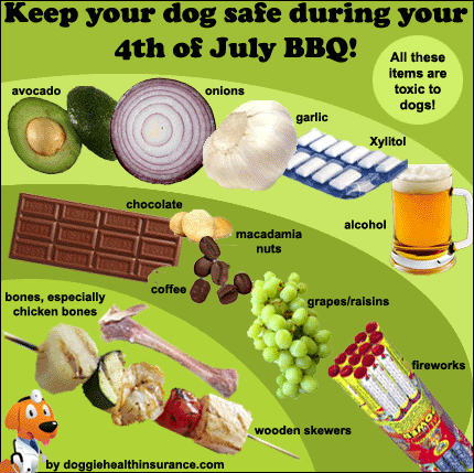 Keep your dog safe on 4th of July Keep your dog safe on 4th of July