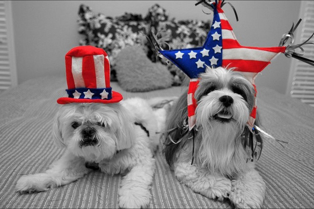 patriotic animals