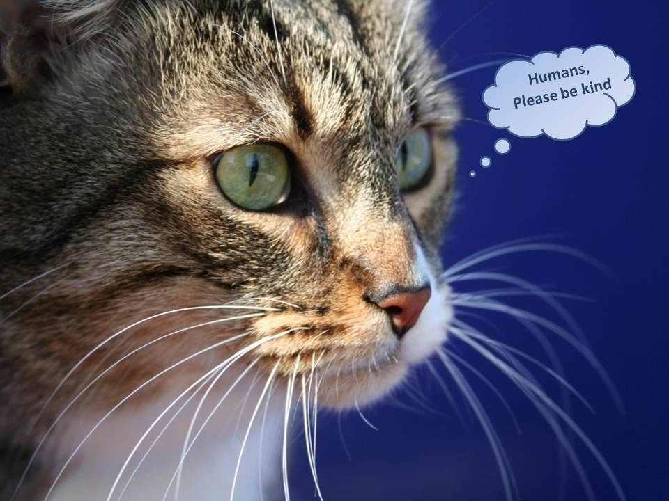 cat - humans please be kind