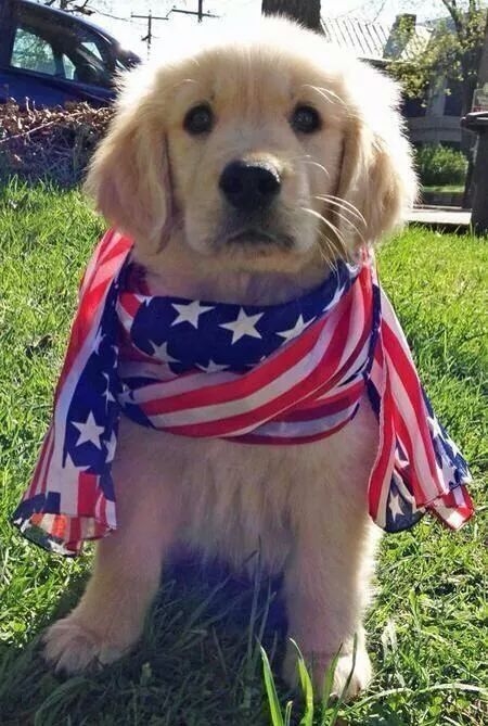 Freedom puppy Freedom puppy