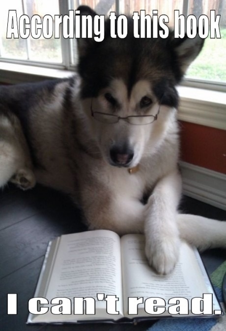 Dog issues