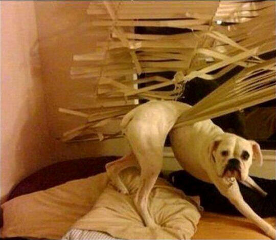 Stuck dog Stuck dog
