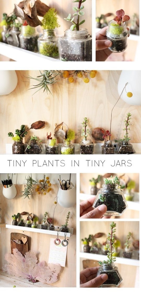 Tiny Jar plants