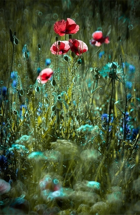 Beautiful flowers