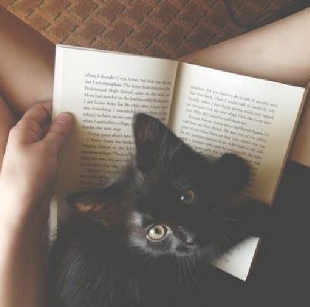 Cute Kitten