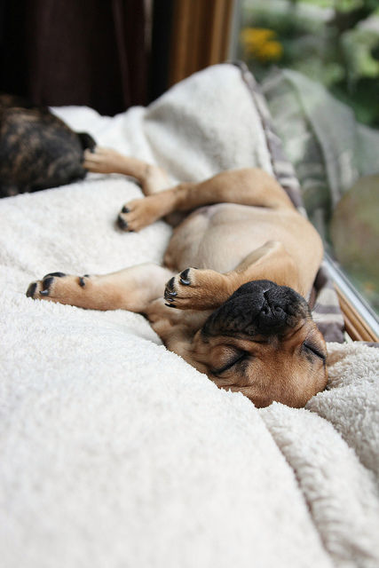 Sleeping dog