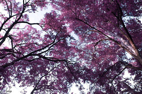 Purple pathways Purple pathways