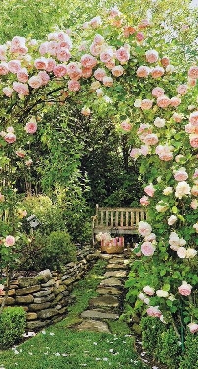 Pink rose garden Pink rose garden