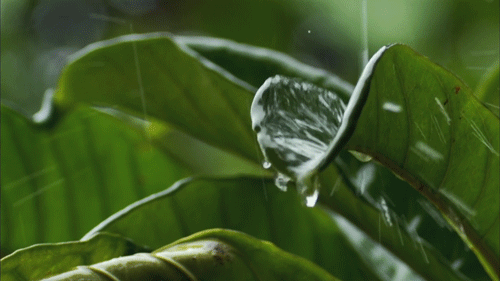 Rain drops