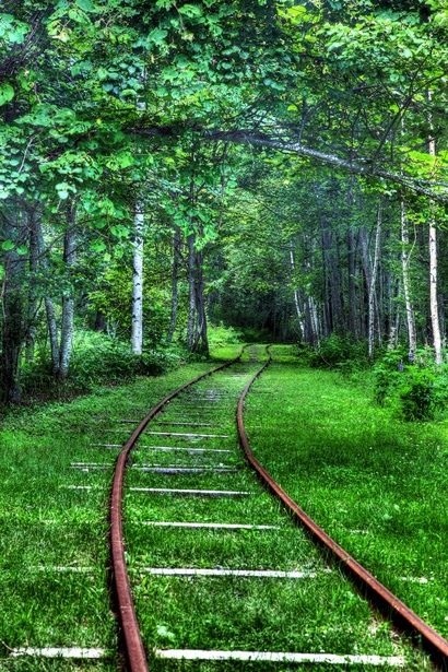 Forest rails Forest rails