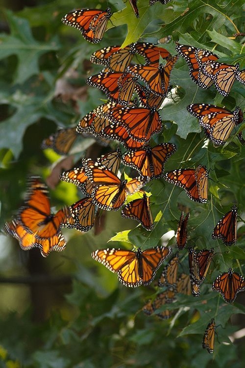 Butterfly haven Butterfly haven