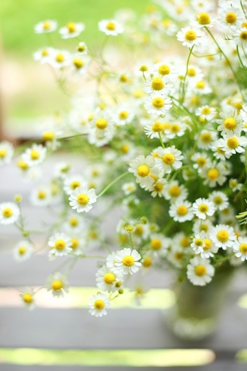 Dandelion flowers Dandelion flowers