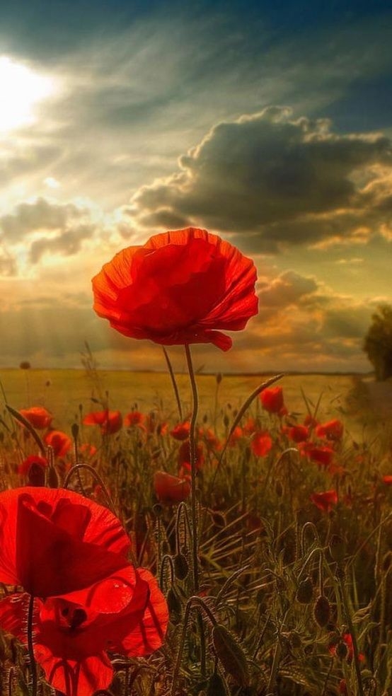 The Poppy Field