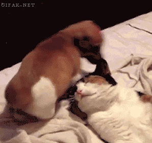 funny dogs and cat