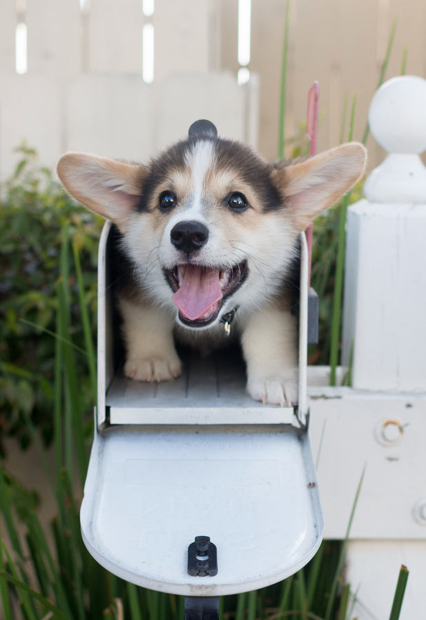 Korgi in the Mailbox
