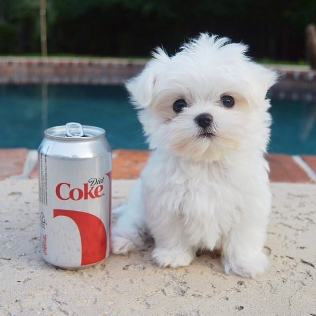 Malteze Not Much Bigger than a Can of Coke Malteze Not Much Bigger than a Can of Coke