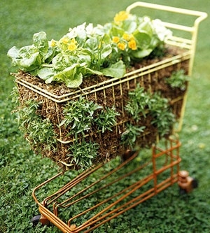 Salad garden Salad garden