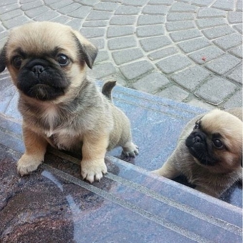 Cute puppies Cute puppies