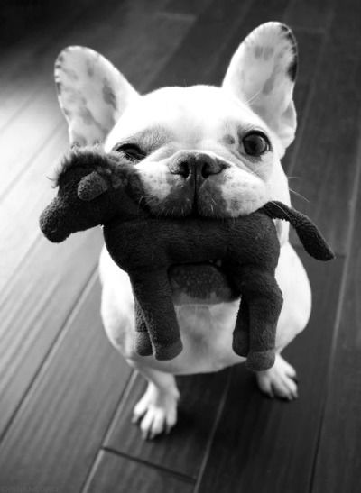 Puppy toy Puppy toy
