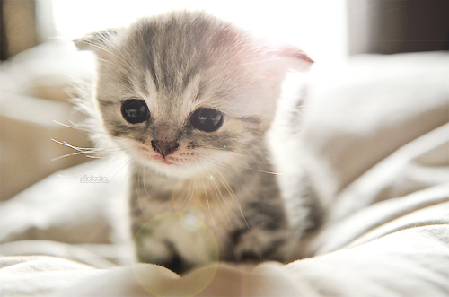 Adorable kitten Adorable kitten